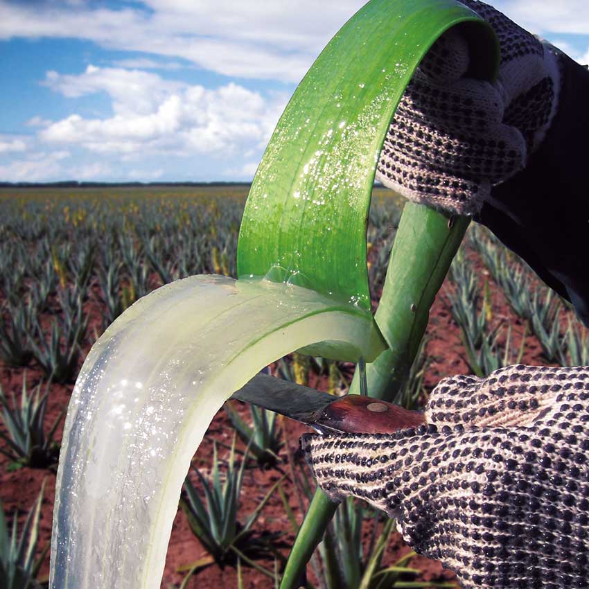 ZuidAmerika Ontleden Benadering Beste Aloe-Vera-Produkte: Dein Erfolg mit Forever